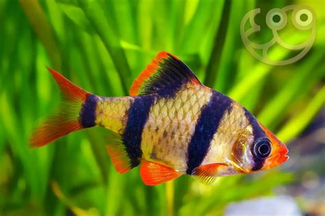 Tiger Barb Puntigrus Tetrazona Fish Profile Care Guide