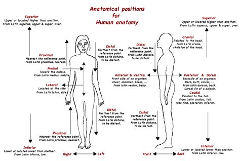 Anatomical Positions for Human Anatomy