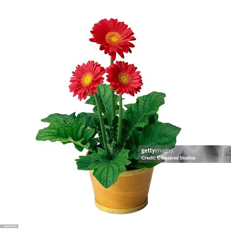 Potted Gerbera Daisy High Res Stock Photo Getty Images