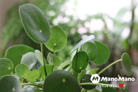 Cuidados De La Pilea Peperomioides