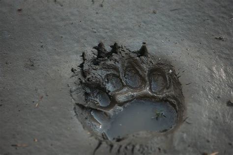 Bear Tracks: Identification Guide for Snow, Mud, and More - A-Z Animals