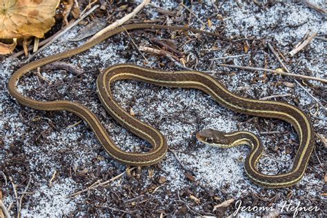 Eastern Ribbonsnake Thamnophis Sauritus Jeromi Hefner Flickr