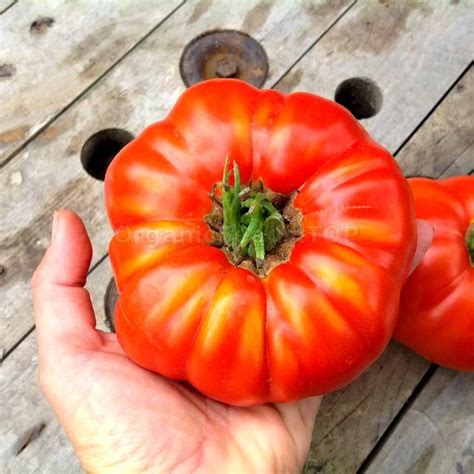 Giant Belgium Organic Tomato Seeds Shipping Is Free For Orders