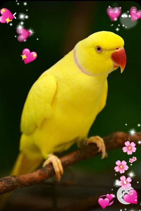 Yellow Parrot | Pretty birds, Beautiful birds, Birds