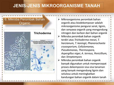 Mikrobiologi Pertanian Rtf Ppt