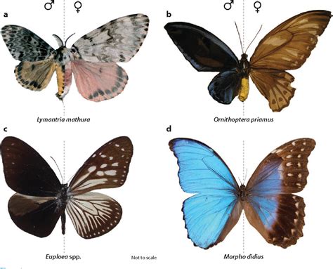 Figure 1 From Evolution Of Sexual Dimorphism In The Lepidoptera