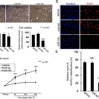 The effects of RhoG knockdown on RPE cell proliferation. (A ...