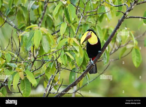 Yellow-throated Toucan in the Costa Rica nature. Chesnut-mandibled ...