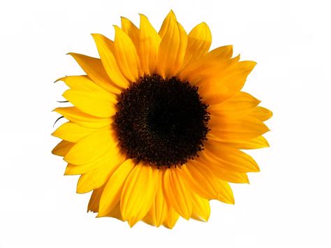 sunflower Free Photo Download | FreeImages