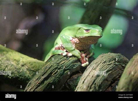 Green tree frog close up Stock Photo - Alamy