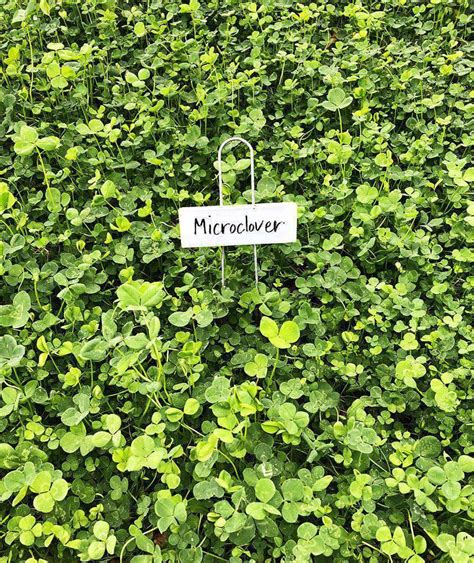 Clover Ground Cover Seed – hancockseed.com