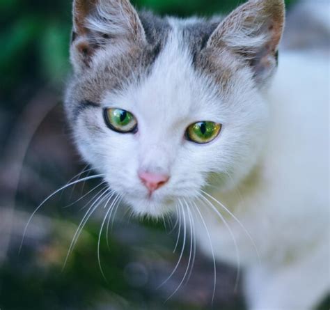 Premium Photo | Green-eyed cat