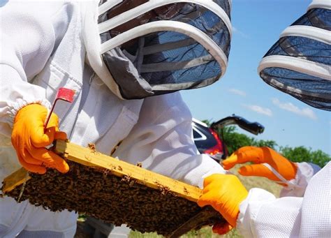 How To Perform A Beehive Inspection In Under Minutes Beekeeping