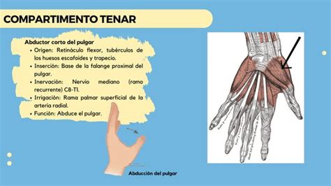 MÚSCULOS INTRINSECOS Y EXTRINSECOS DE LA MANO pdf