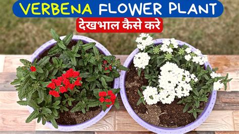 How To Grow Verbena Plant Verbena Care Tips Youtube