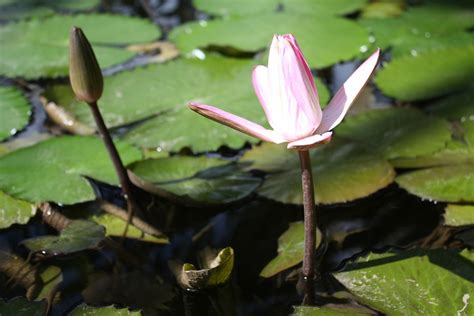 Nuphar Lutea Aquatic Plant Blossom - Free photo on Pixabay - Pixabay