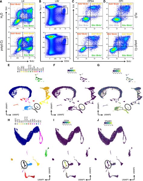 Characterization Of Naked Molerat Hematopoiesis Reveals Unique Stem