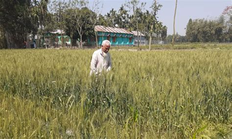 Farmers Expecting Bumper Yield Of Wheat In Kurigram