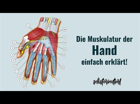 Anatomie Der Handmuskulatur Einfach Erkl Rt Knochen Muskeln