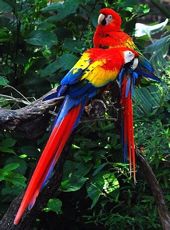 amazon rainforest wikipedia