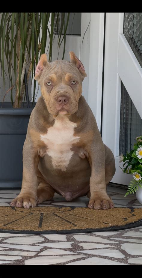 American Bully Pride - Breeding Superior XL American Bullies