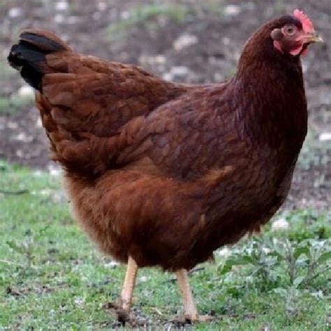 Rhode Island Red Chickens For Sale Chickens For Backyards 03 21 2024