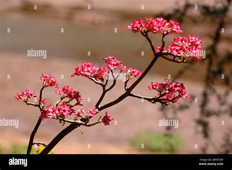 Desert Rose Adenium Obesum Kenya Stock Photo Alamy