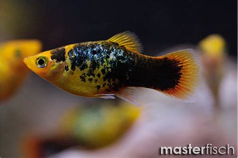 Platy Sunset Calico Xiphophorus Maculatus MasterFisch