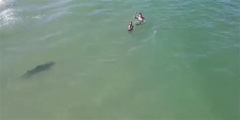 It Was Unnerving Chilling Video Shows Shark Swimming Near Daytona