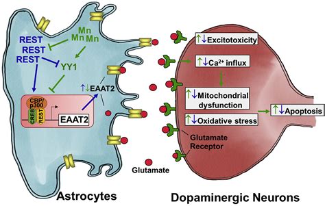 Astrocytic Transcription Factor REST Upregulates Glutamate Transporter