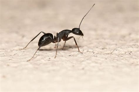 Carpenter Ant Control & Extermination Connecticut | Carpenter Ant Removal