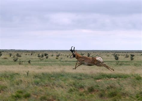 More Grassland Wildlife | Working Lands For Wildlife