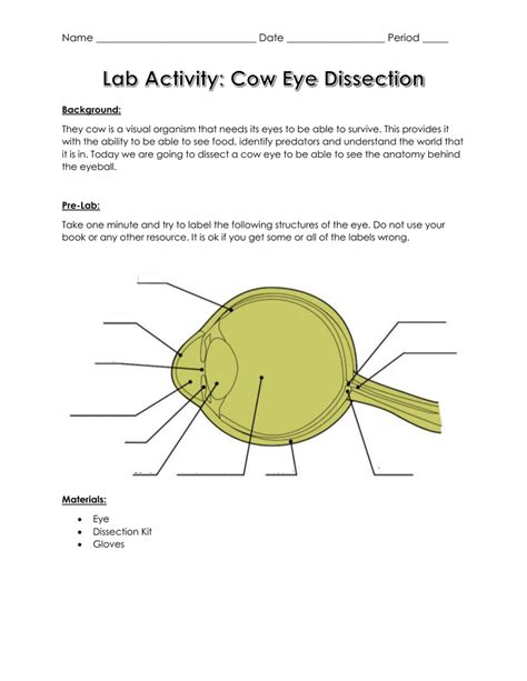 Eye Dissection