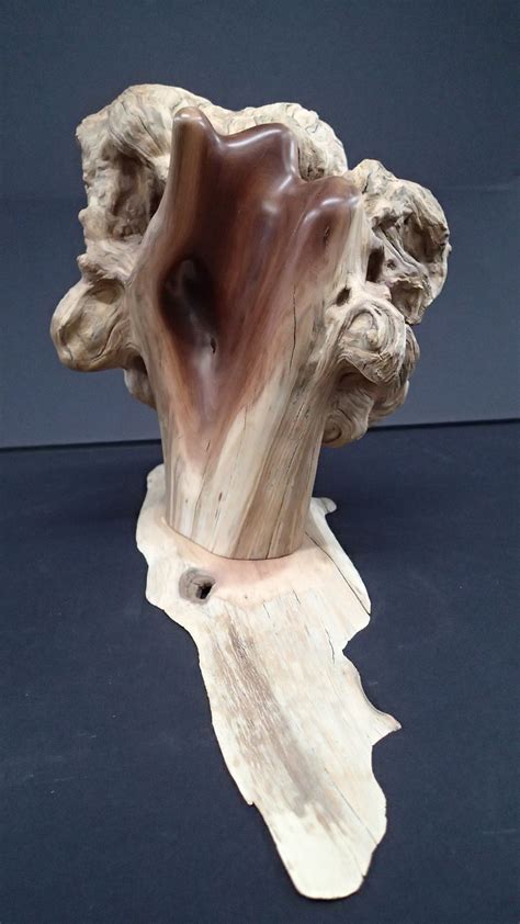 A Very Old Manzanita Burl Cleaned And Polished And Placed On A