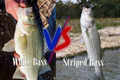 White Bass Vs Striped Bass: The Key Differences | Ouachita