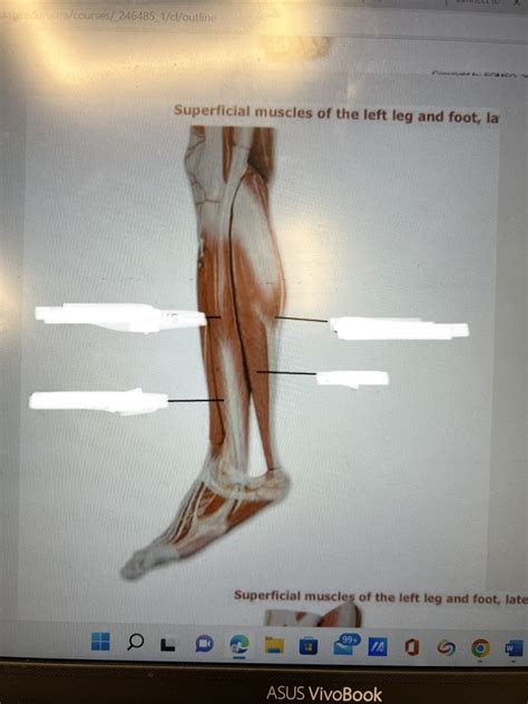 Side Leg Foot Muscle A P Diagram Quizlet