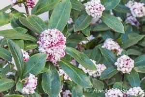 How To Grow A Daphne Bush To Fill Your Garden With Fragrance