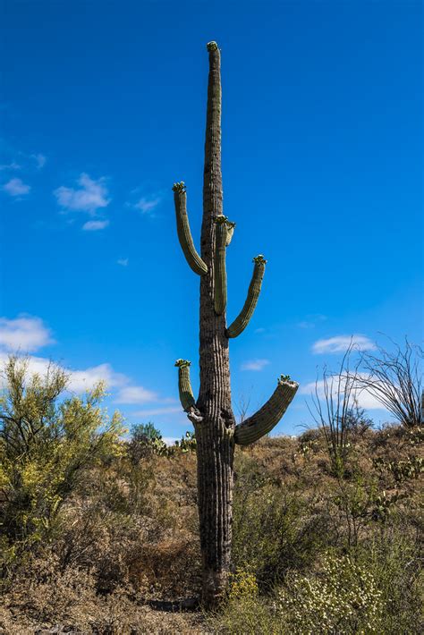 Saguaro National Park New Mexico Riesen Kakteen 01 Flickr