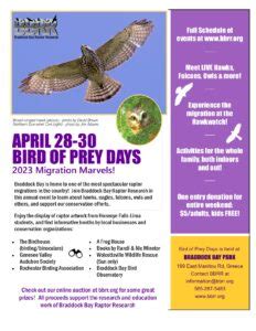 Bird Of Prey Days Friday Program Braddock Bay Raptor Research