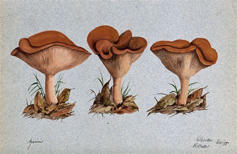 Mushrooms Vintage Art Illustration Free Stock Photo Public Domain