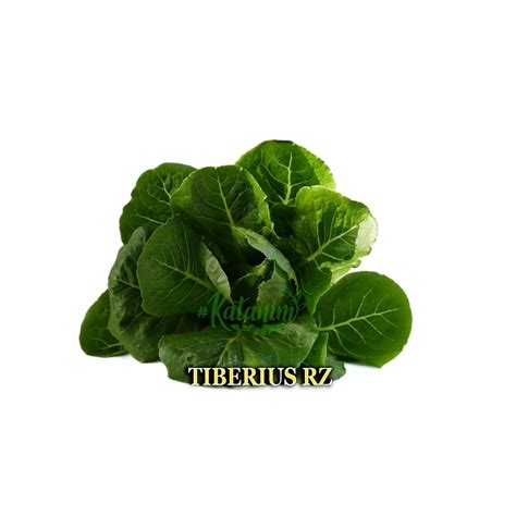 Cod Tiberius Romaine Rz Lettuce Seeds Katanim Repacked Seeds