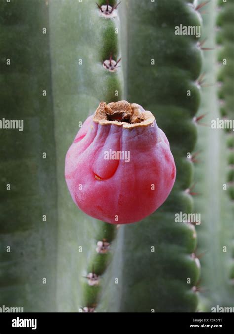 Peruvian Apple Cactus, Cereus repandus, and fruit seen in Scottsdale ...