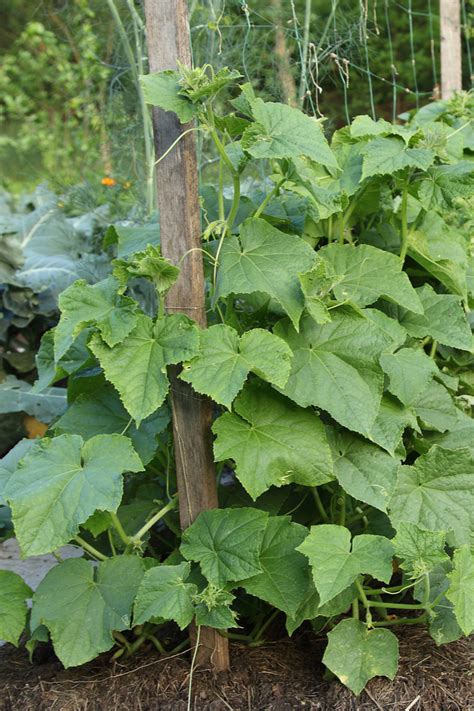 How To Fertilize Cucumber Plants For Your Best Harvest Ever