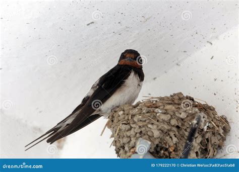 Barn Swallow, Hirundo Rustica, on the Nest Stock Photo - Image of bird ...