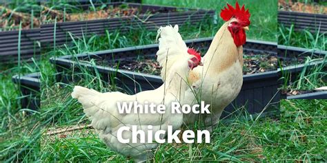 White Rock Chicken: Eggs, Height, Size, and Raising Tips