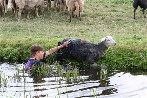 Jongen Redt Schapen Uit De Sloot Woudweg Schiedam Vlaardingen