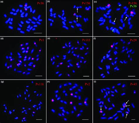 Fluorescence In Situ Hybridization Fish Mapping Of Centromeric