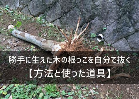 勝手に生えた木の根っこを自分で抜く【抜根方法と使った道具】 ちらしの夜更かしブログ