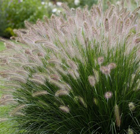 Fountain Grass - Plants for Spaces