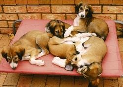 Saluki Breeders - SALUKI CLUB OF VICTORIA INC